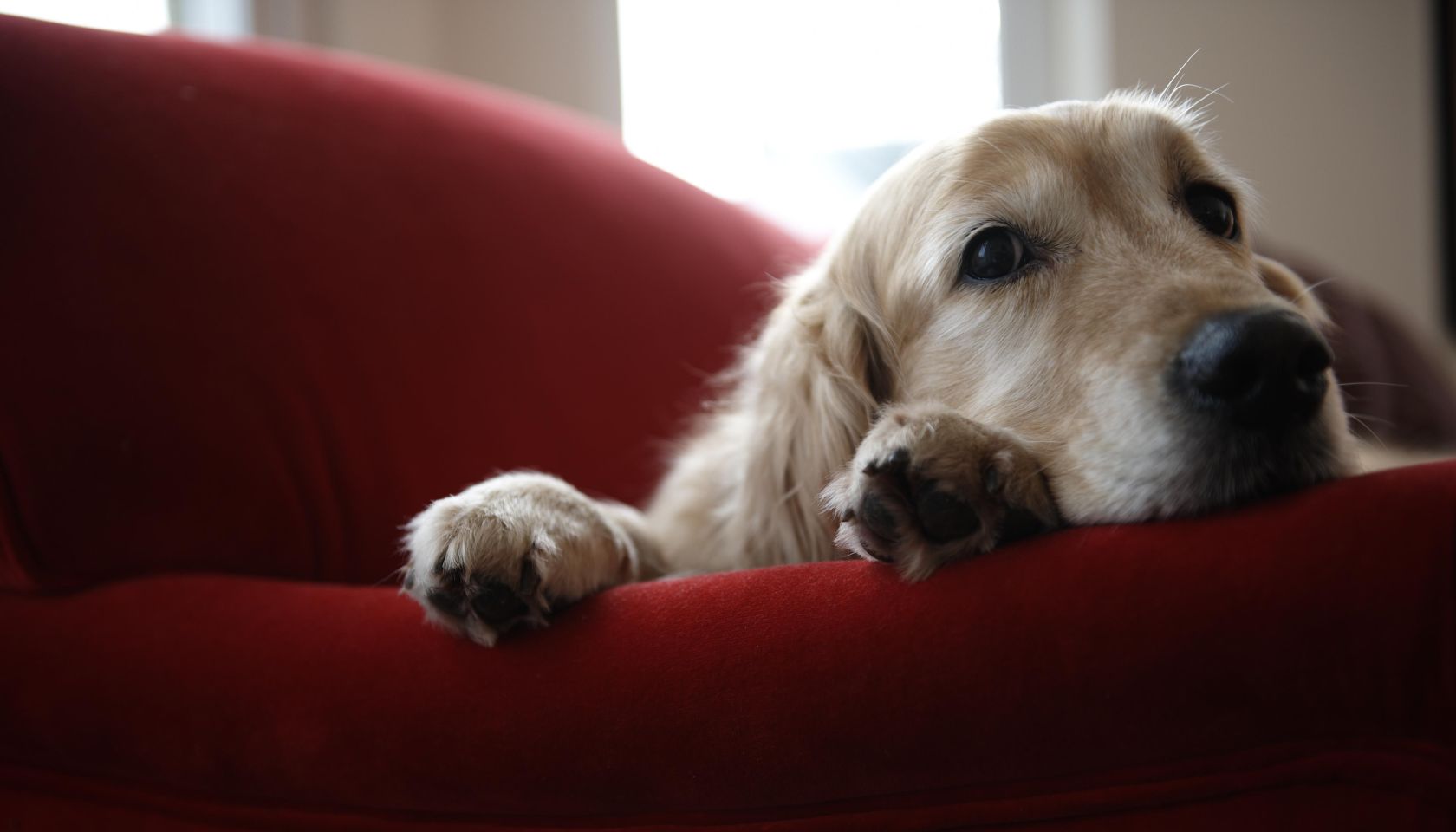 Golden retriever dog lying on sofa, close-up