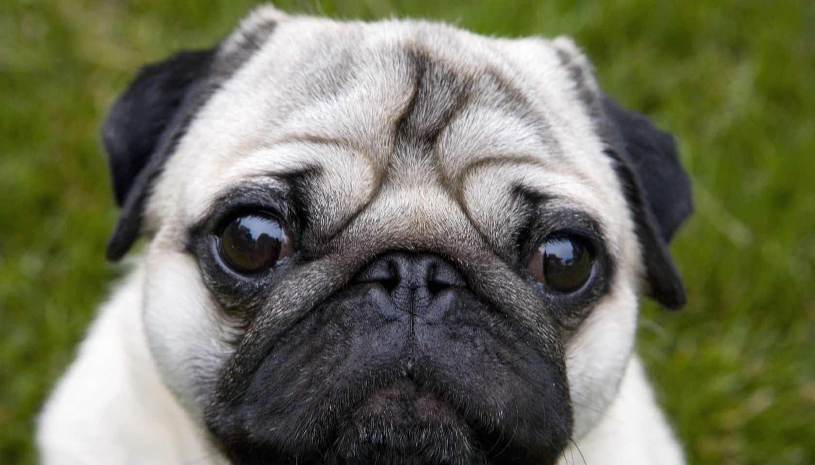 It's a Dog's World
