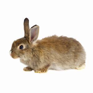 Close up of a rabbit