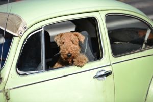 Dog Drives Car