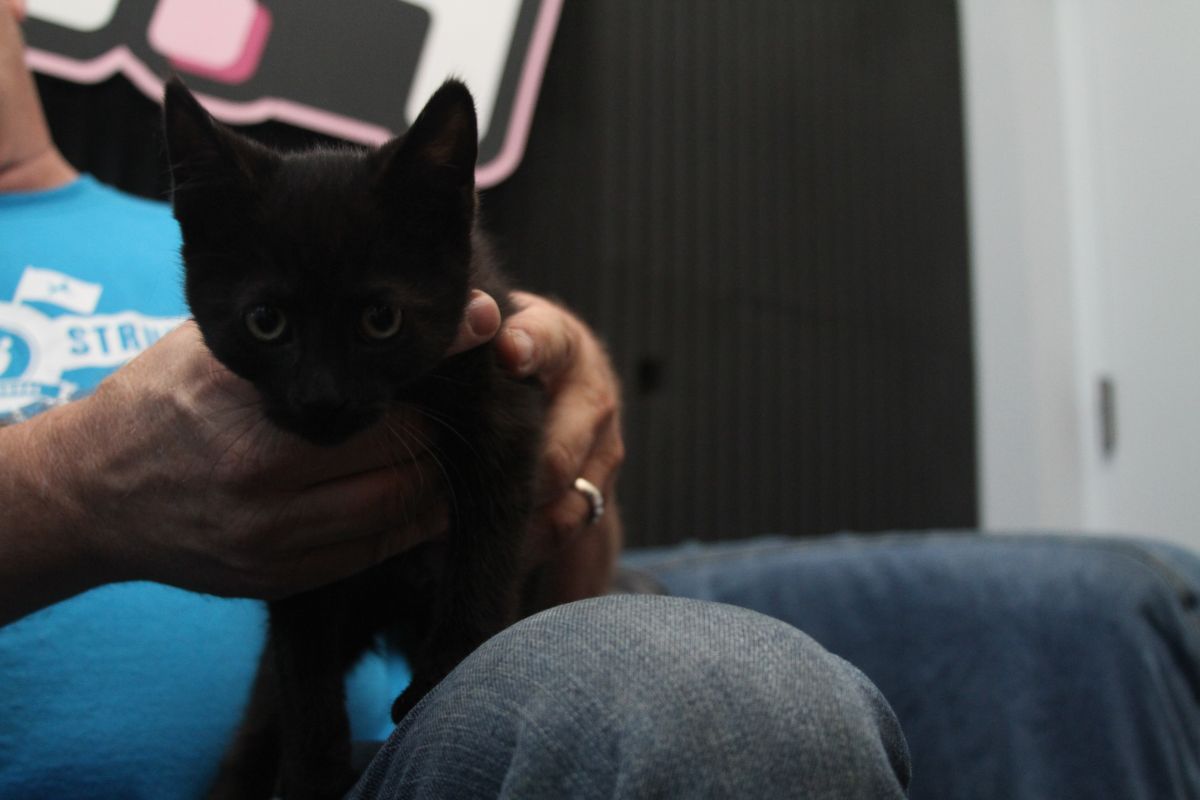 Adella - Animal House - WNOW