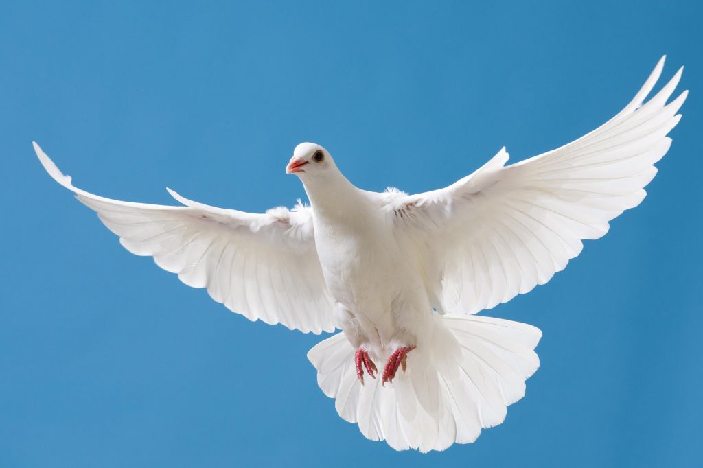 White dove with outstretched wings on blue sky