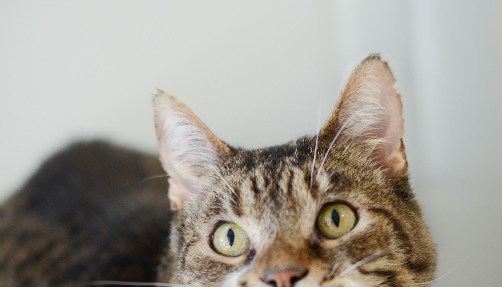 Amigo The Cat