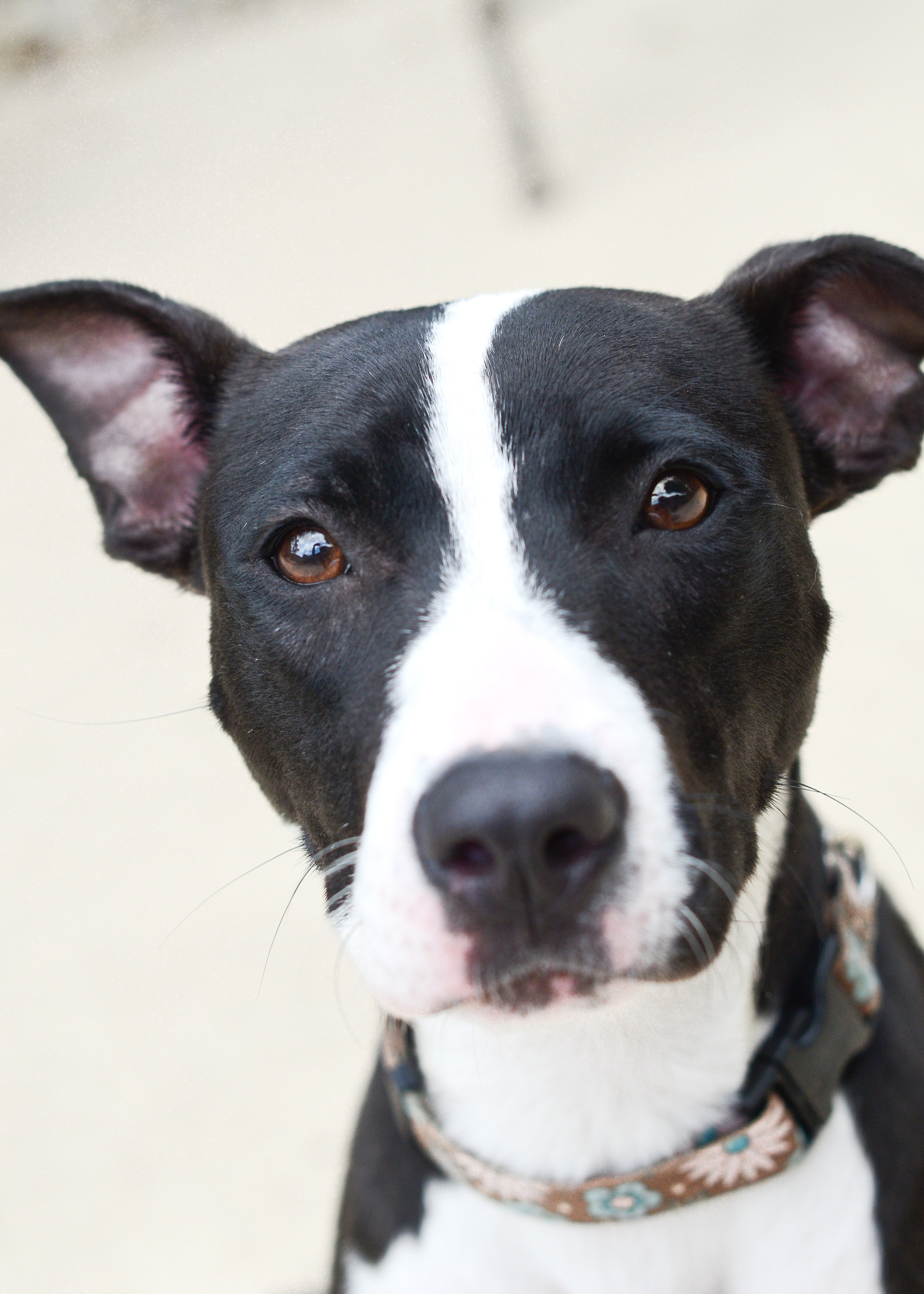 Lucy - Animal House - WNOW