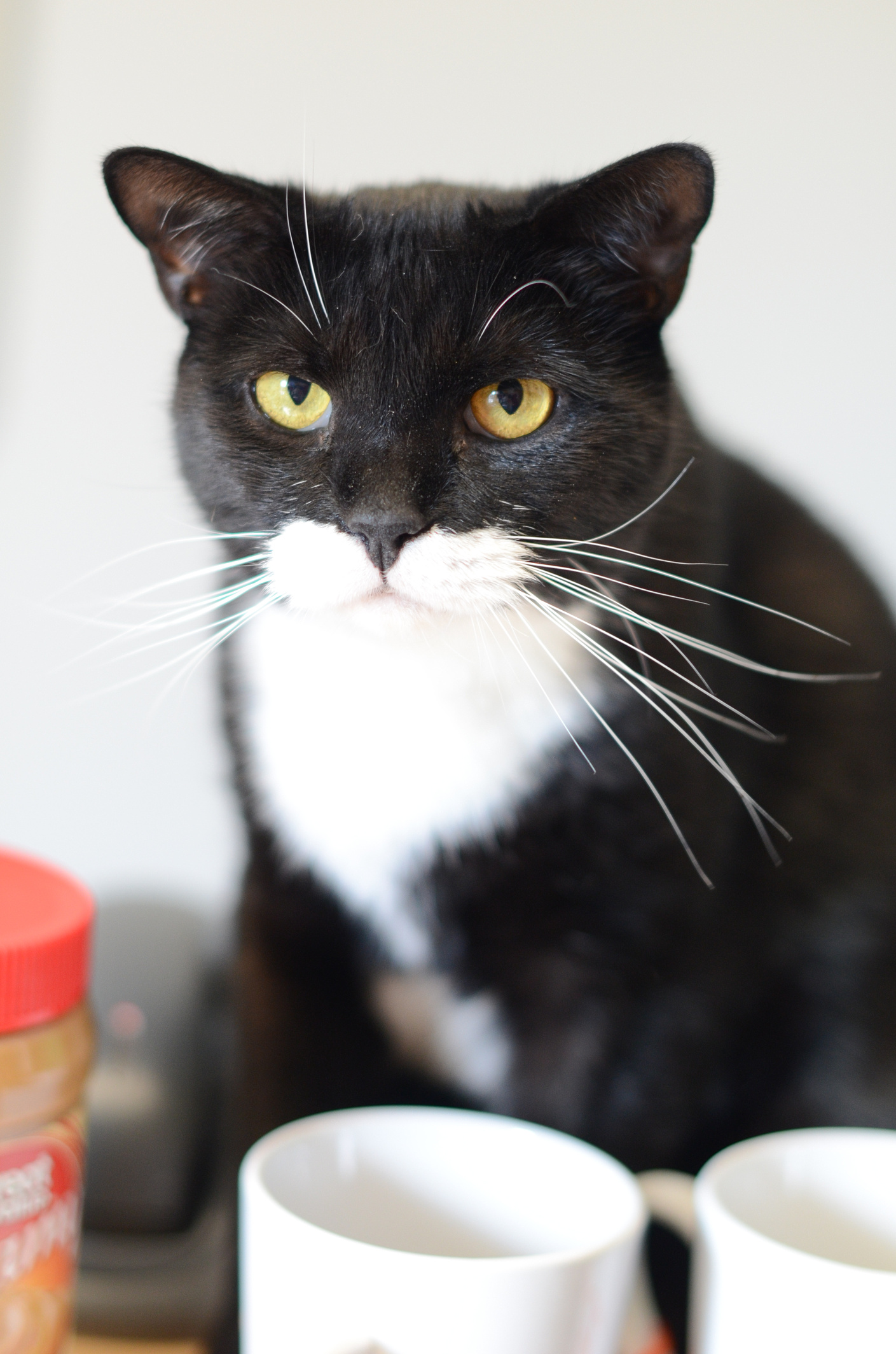 Toby - WNOW - Animal House