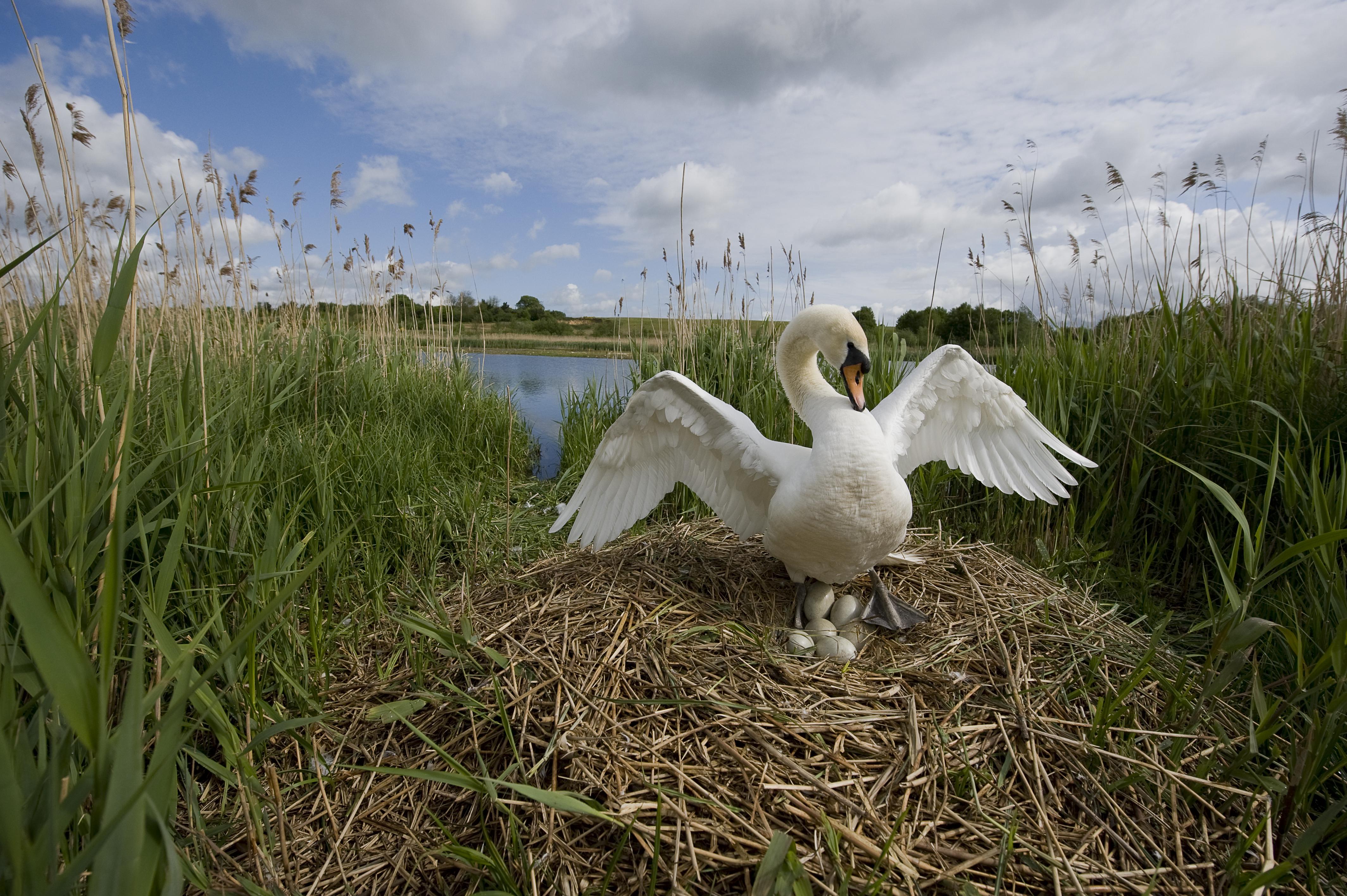 Mute Swan (Cygnus olor) nesting in reed bed, Norfolk, UK (5 of 5)
