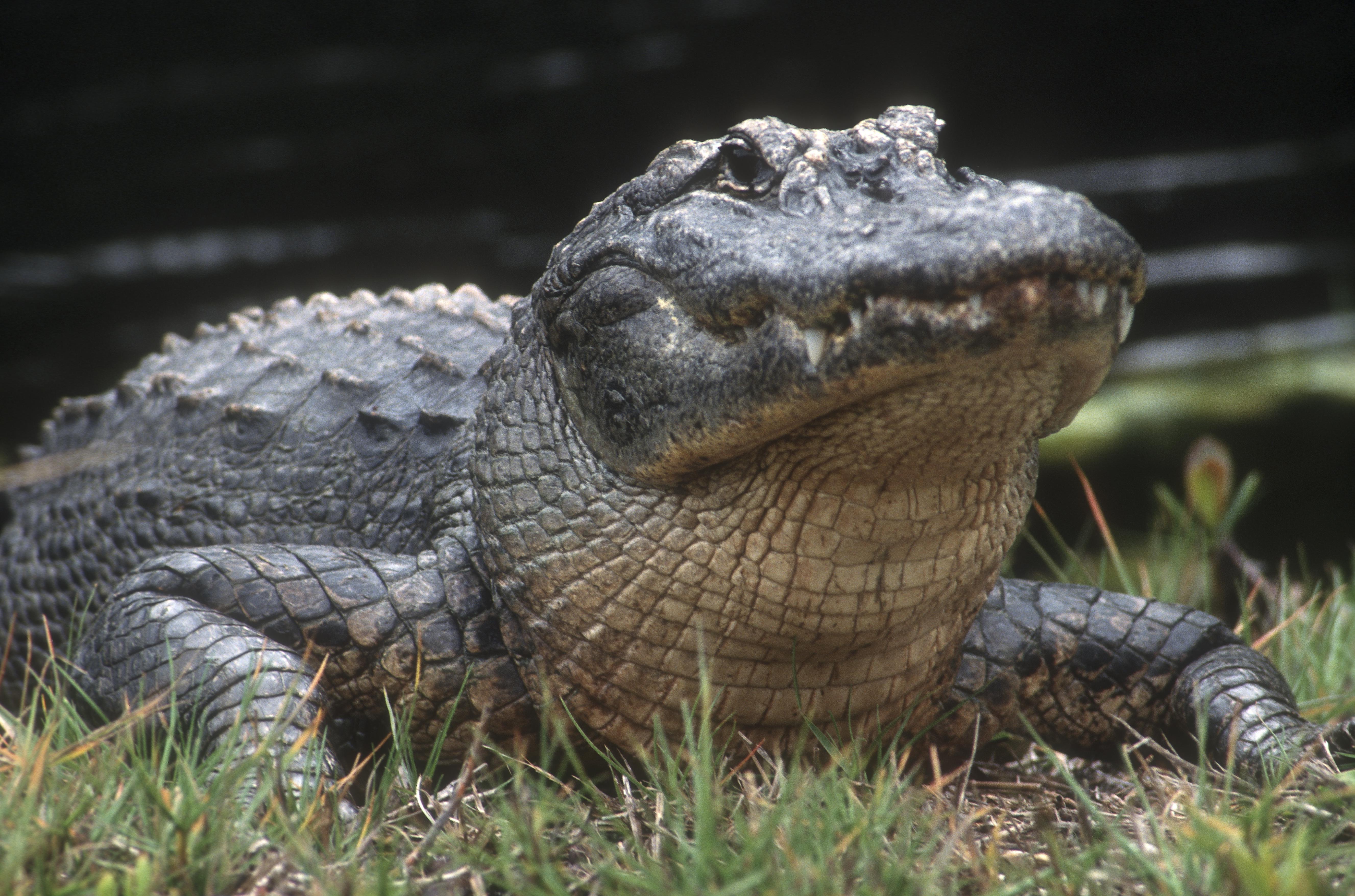 American alligator (Alligator mississippiensis) Adult basking