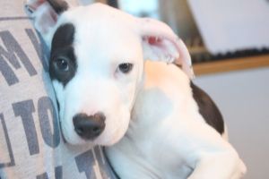 Buster's Dog House - Mac