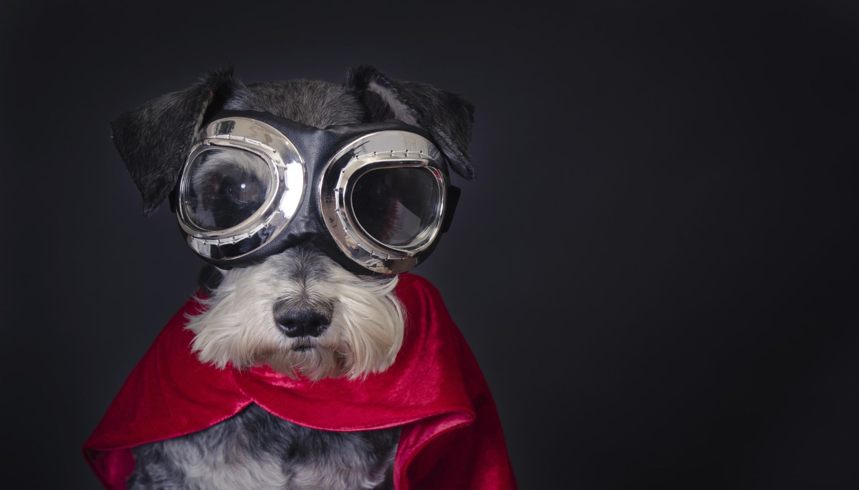 Super Dog