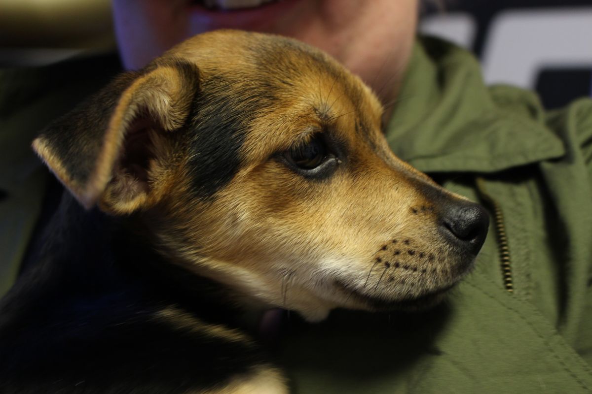 Buster's Dog House - Levi