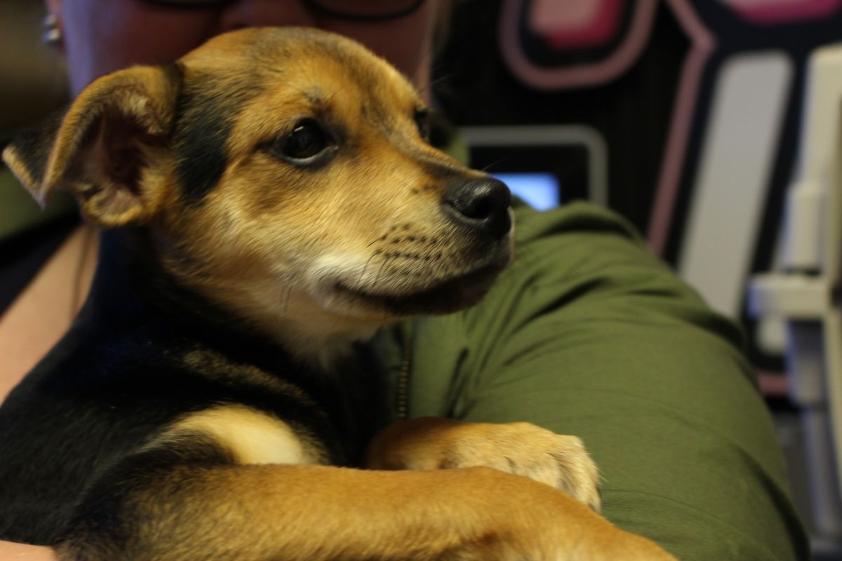 Buster's Dog House - Levi