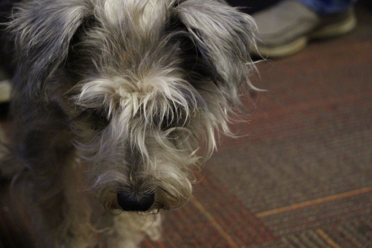 Letty From The Humane Society of Indianapolis