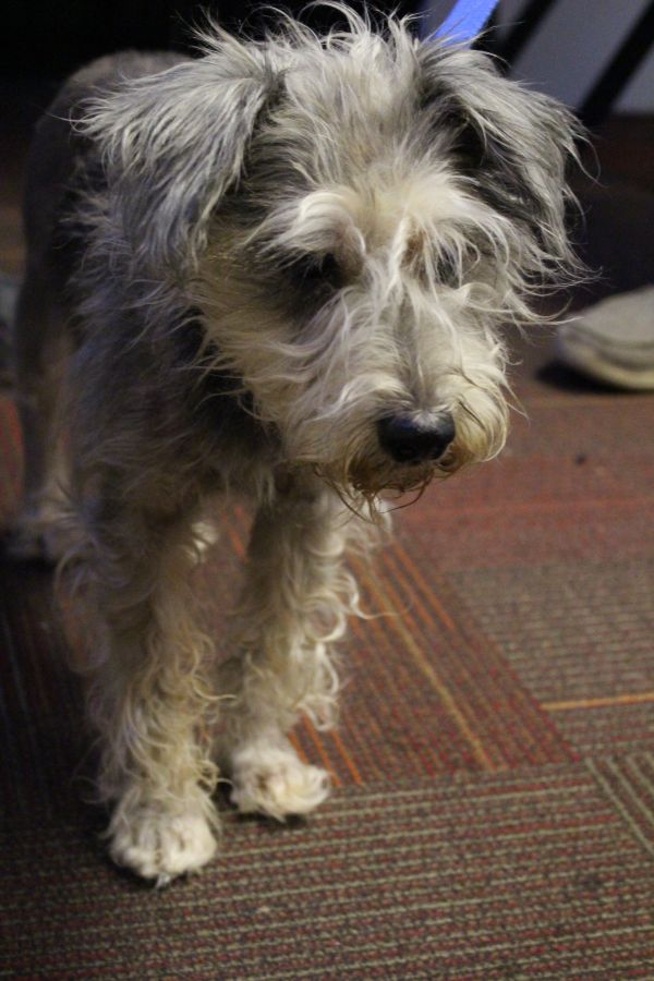 Letty From The Humane Society of Indianapolis