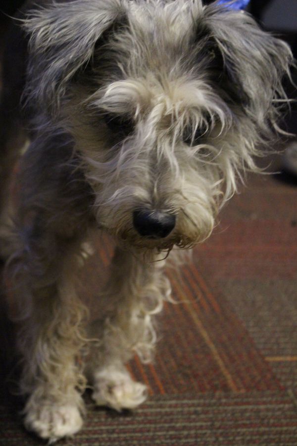 Letty From The Humane Society of Indianapolis