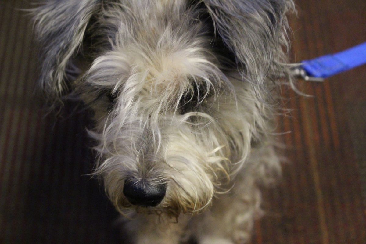 Letty From The Humane Society of Indianapolis