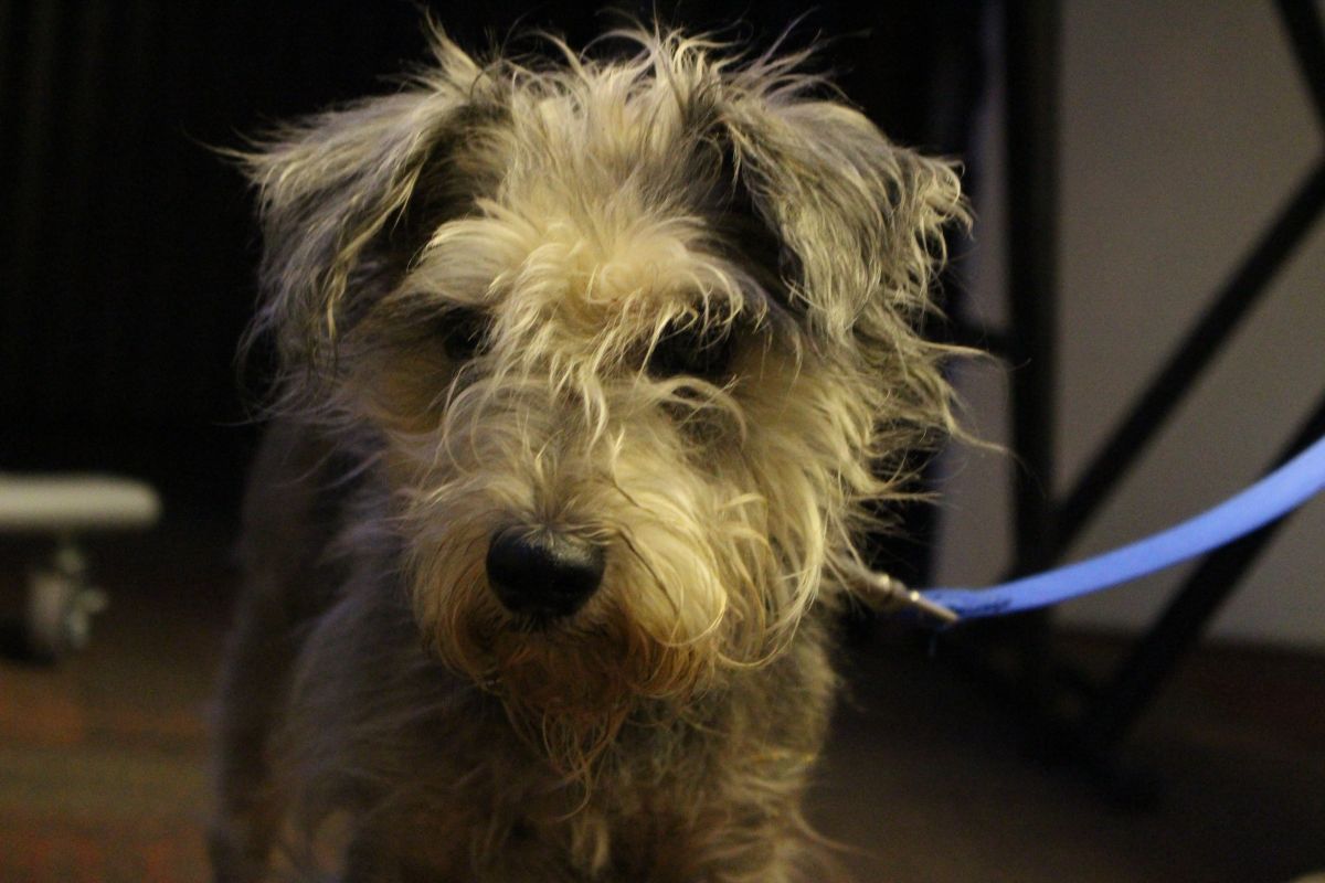 Letty From The Humane Society of Indianapolis