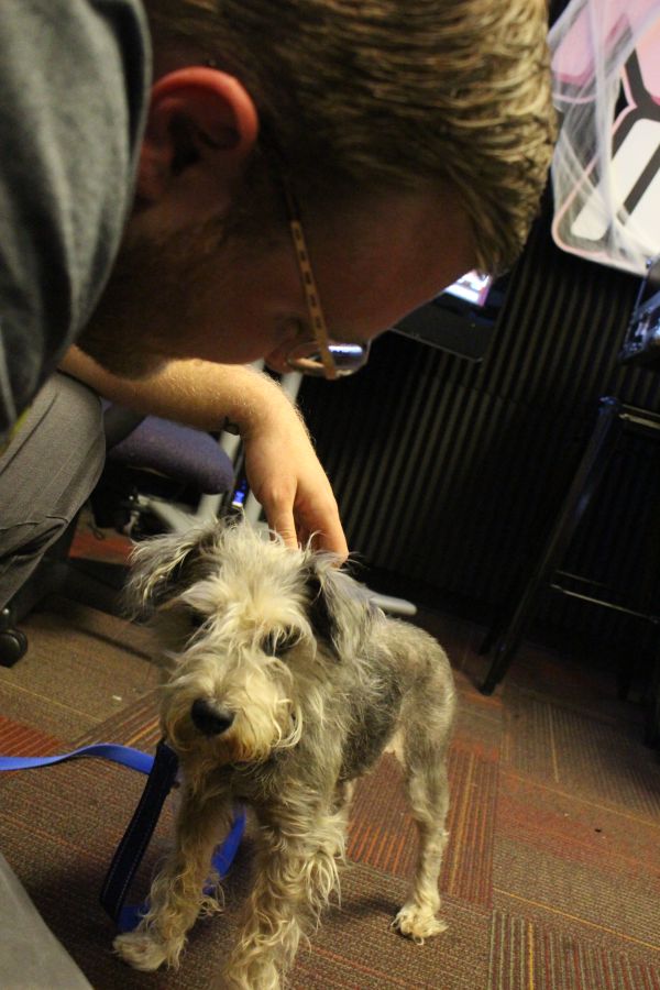 Letty From The Humane Society of Indianapolis