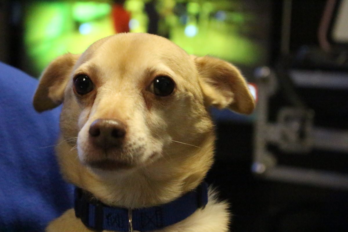 Buster's Dog House - Cheech