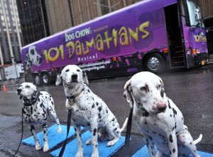 Dalmatian Stars From 'The 101 Dalmatians Musical' Arrive In NYC