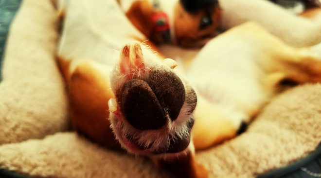 Close-Up Portrait Of Puppy Relaxing On Bed At Home
