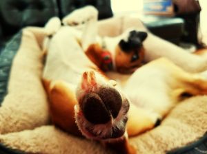 Close-Up Portrait Of Puppy Relaxing On Bed At Home