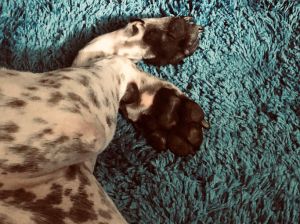 Dog paws