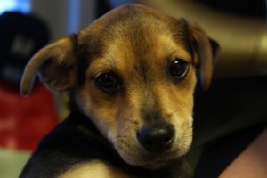 Buster's Dog House - Levi