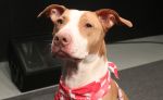 Fur Friday- Edie