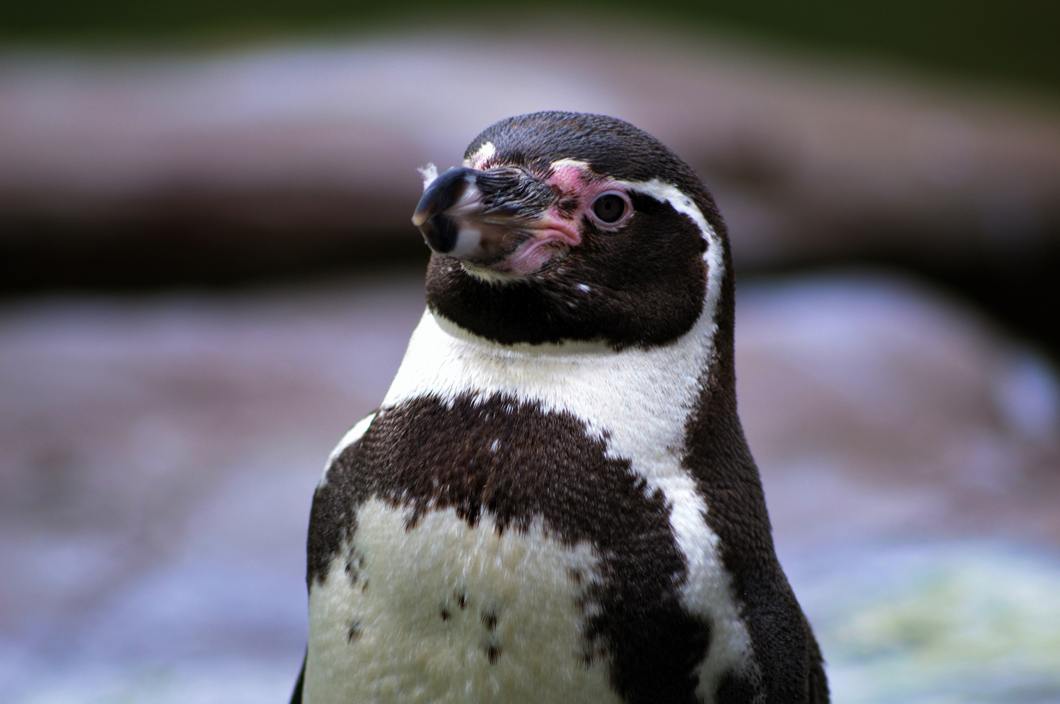 Portrait Of Humboldt Penguin