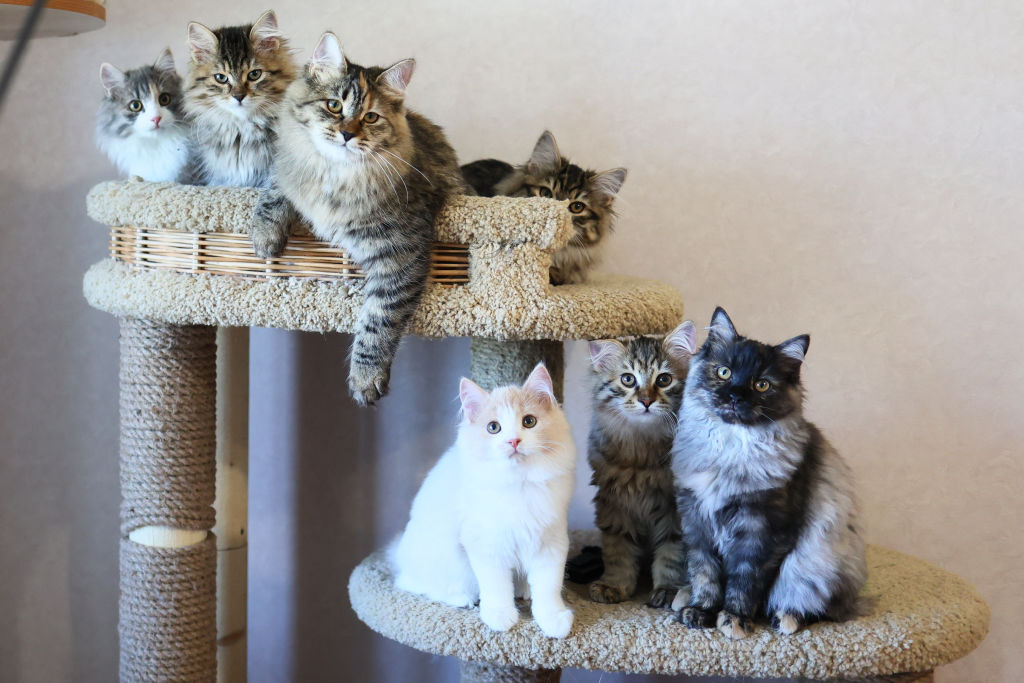 Siberian cat kennel in Krasnoyarsk, Russia
